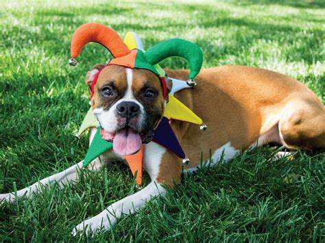 dog jester costume|cutest pet costumes.